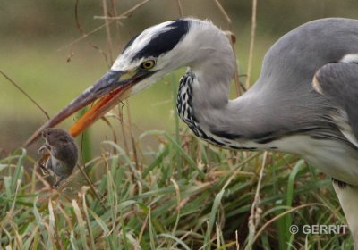 Krimpenerwaard; Blauwe Reiger