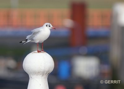 Stellendam; Kokmeeuw