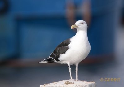 Stellendam; Grote Mantelmeeuw