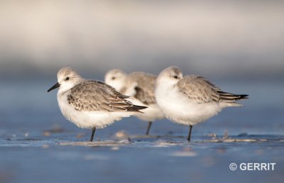 IJmuiden; Drieteenstrandloper