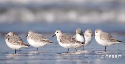IJmuiden; Drieteenstrandloper