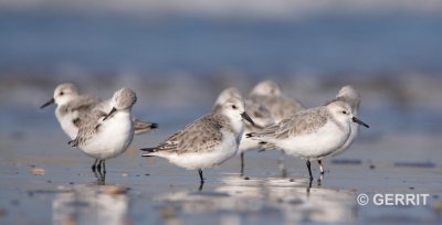 IJmuiden; Drieteenstrandloper
