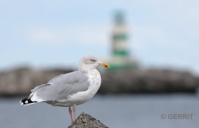 IJmuiden; Zilvermeeuw