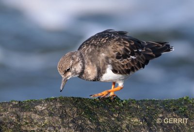 IJmuiden; Steenloper