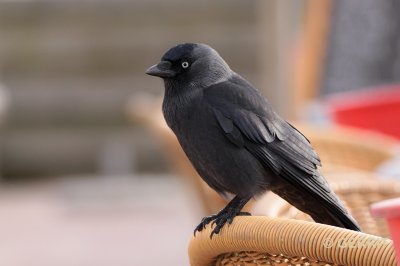IJmuiden; Kauw