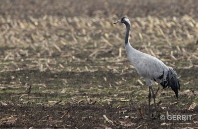 Diepholz; Kraanvogel