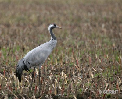 Diepholz; Kraanvogel