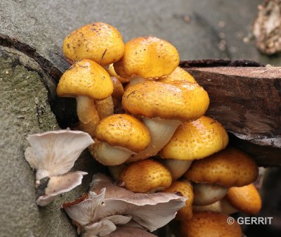 Hilversum; goudvliesbundelzwam