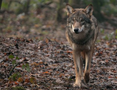 Biotopwildpark Anholter Schweiz