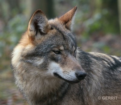 Biotopwildpark Anholter Schweiz