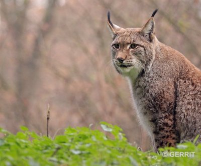 Biotopwildpark Anholter Schweiz