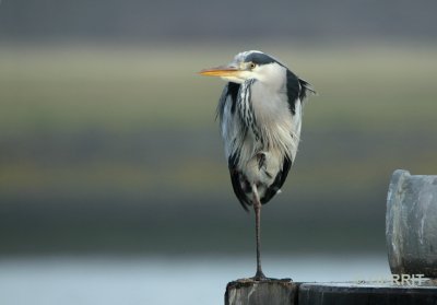 Stellendam; blauwe reiger