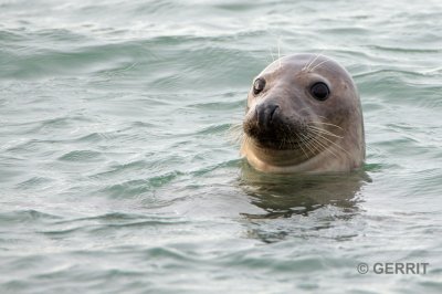 Brouwersdam; zeehond