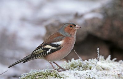 Vink / Common chaffinch