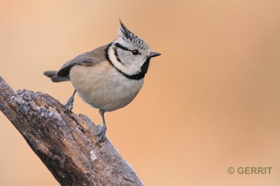 Kuifmees / European crested tit