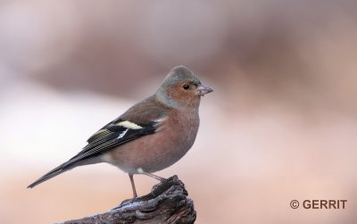 Vink / Common chaffinch