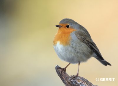 Roodborst / European robin