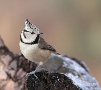 Kuifmees / European crested tit