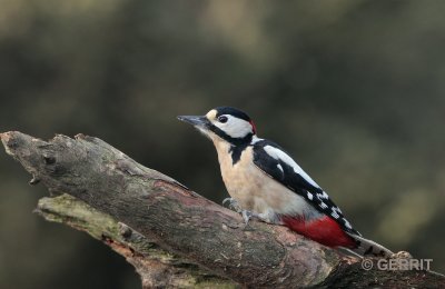 Grote Bonte Specht / Great Spotted Woodpecker