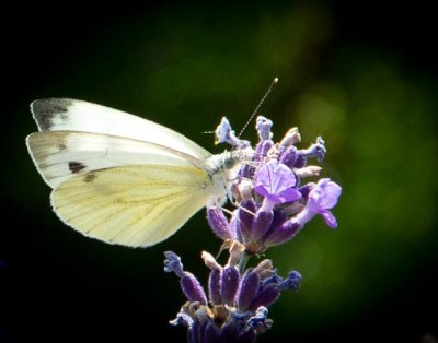 Lavander bloom in Tihany