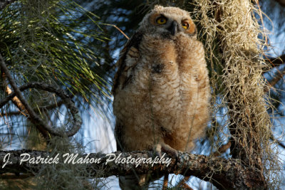 IMG_8462_DxO.jpg