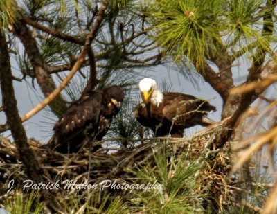 IMG_0263_DxO.jpg