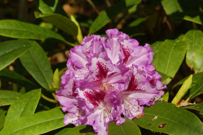 DB0A3375.jpg5.jpg