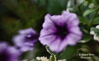 gibbs_gardens_2016
