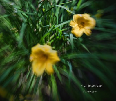 Lensbaby Photos