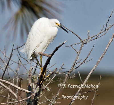 florida_birds