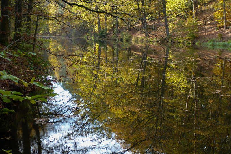Autumn pond