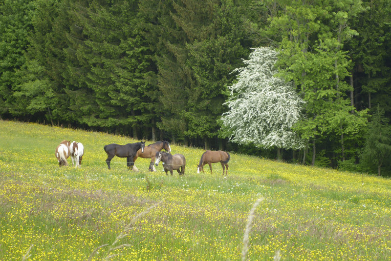 Un champ en Moselle