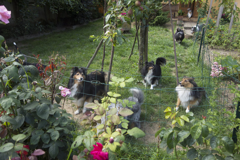 The Savage Horde