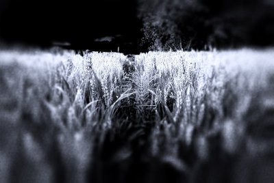 Through The Wheat