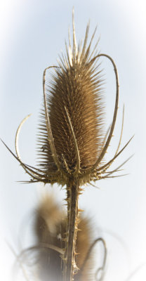 Back-Lit Thistle