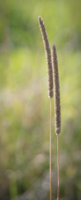 More grass