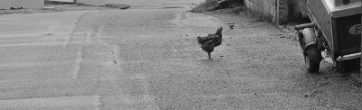Chicken wondering why it just crossed the road