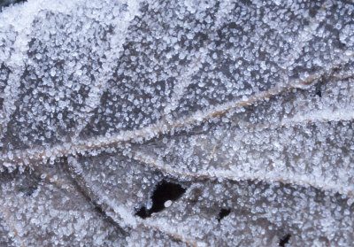 Frost in the shade