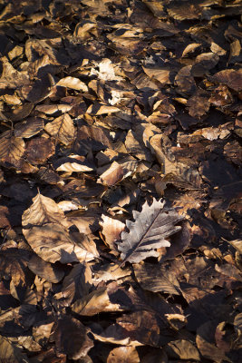 One leaf among many