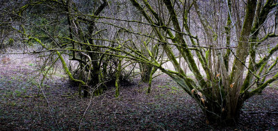 Witches' fingers