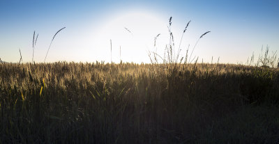 Sun, wheat, sky
