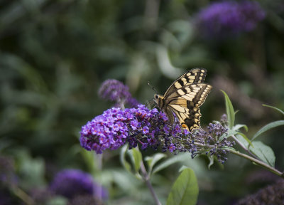 Swallowtail