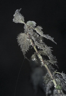 Frostbitten nettle