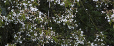 Cherry blossom on a dull day