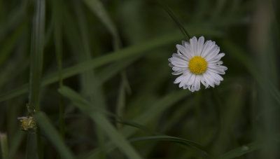 Daisy, Daisy