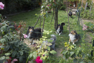 The Savage Horde