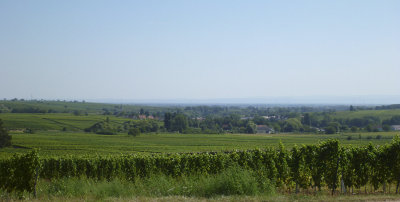 Rhinepfalz vineyards