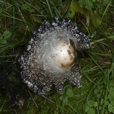 What am I?