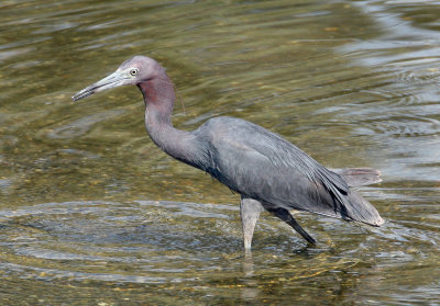 Little Blue Heron.jpg  