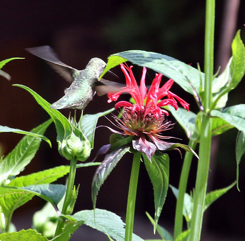 Black chin female in bee balm